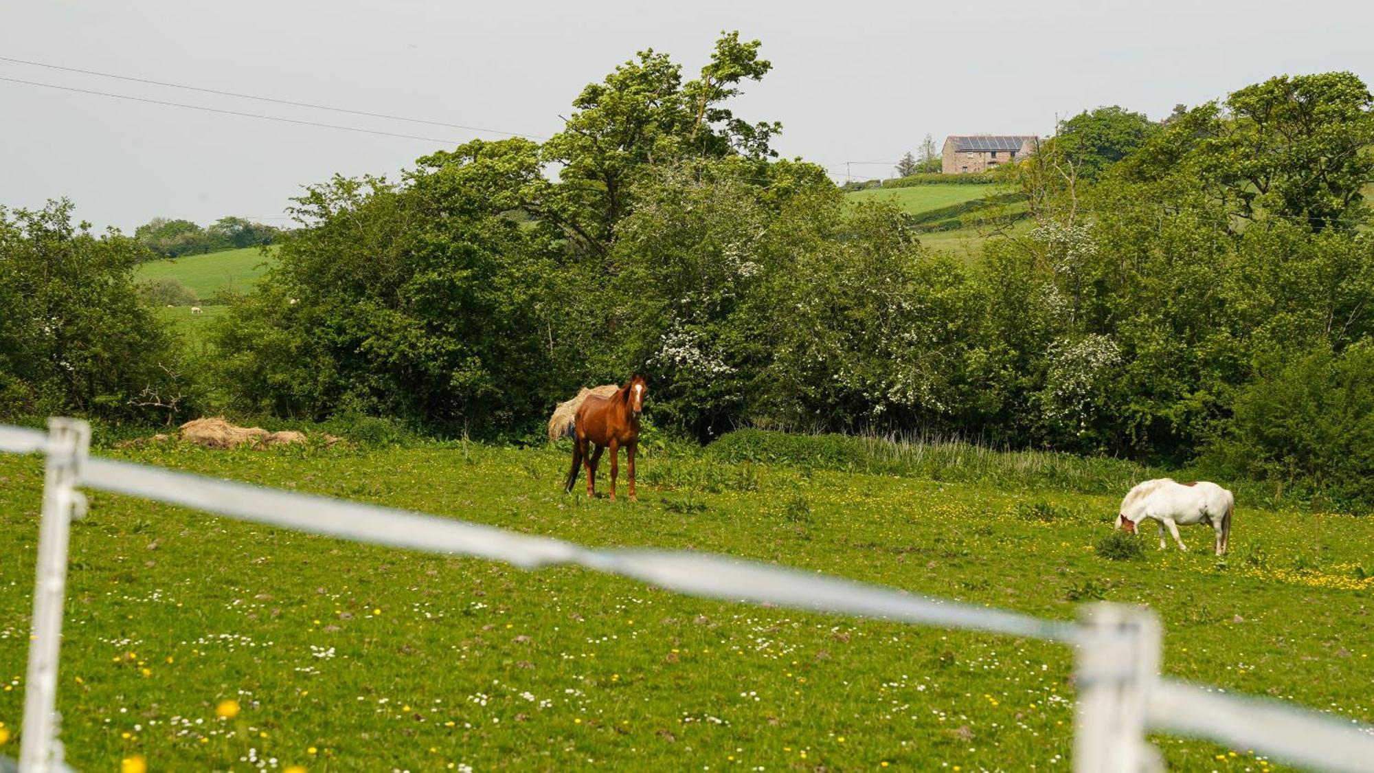 Tranquil Countryside For Two * Wrexham
